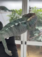 Chameleon pardálí