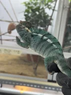 Chameleon pardálí
