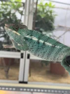 Chameleon pardálí
