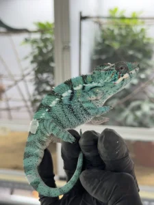 Chameleon pardálí