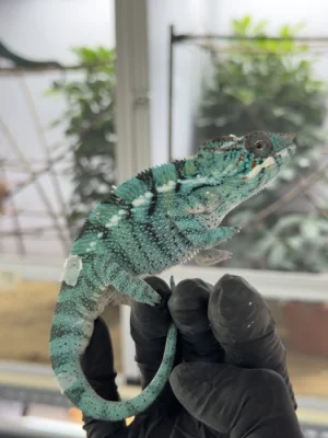 Chameleon pardálí