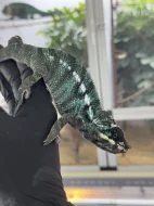 Chameleon pardálí