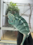 Chameleon pardálí
