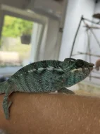 Chameleon pardálí