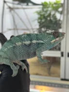 Chameleon pardálí