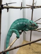 Chameleon pardálí