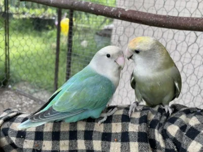 Agapornis růžohrdlý🦜