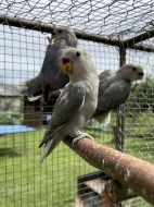 Agapornis růžohrdlý🦜
