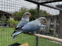 Agapornis růžohrdlý🦜