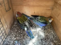 Rosela žlutohlavá🦜