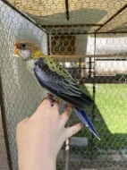 Rosela žlutohlavá🦜
