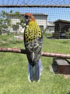 Rosela žlutohlavá🦜