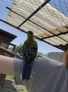 Rosela žlutohlavá🦜