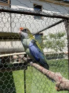 Rosela žlutohlavá🦜