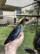 Rosela žlutohlavá🦜