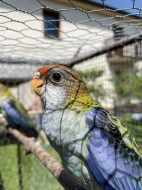 Rosela žlutohlavá🦜