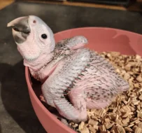 Ara ararauna mláďata samec a samička
