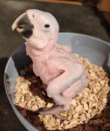 Ara ararauna mláďata samec a samička