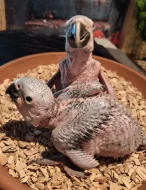 Ara ararauna mláďata samec a samička