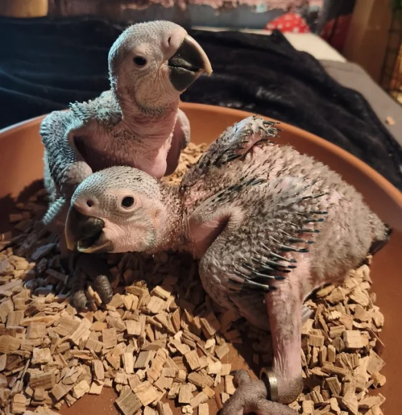 Ara ararauna mláďata samec a samička