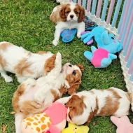 Cavalier King Charles Spaniel