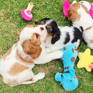 Cavalier King Charles Spaniel
