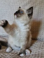 Ragdoll kocourek s PP