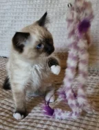 Ragdoll kocourek s PP
