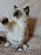 Ragdoll kocourek s PP