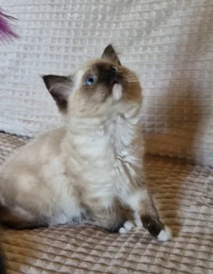 Ragdoll kocourek s PP