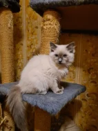 PRODÁM KOŤÁTKA RAGDOLL IHNED K ODBĚRU