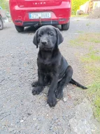Štěňátka labradorskeho retrivra