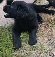 Štěňátka labradorskeho retrivra