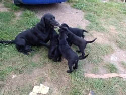 Štěňátka labradorskeho retrivra