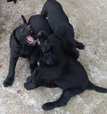 Štěňátka labradorskeho retrivra