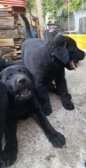 Štěňátka labradorskeho retrivra