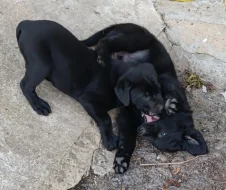 Štěňátka labradorskeho retrivra