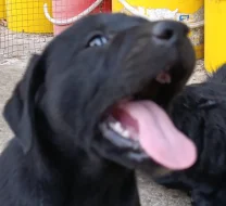 Štěňátka labradorskeho retrivra