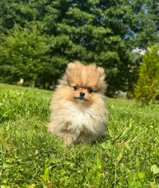 Pomeranian mini kluk