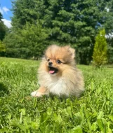 Pomeranian mini kluk