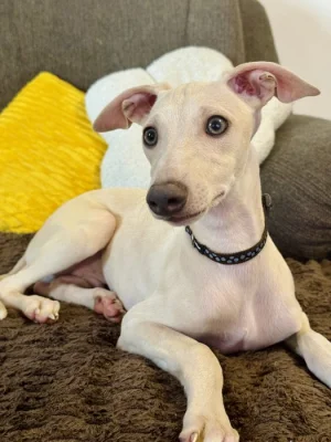 Whippet / Vipet