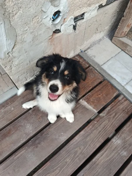 Pejsek borderkolie