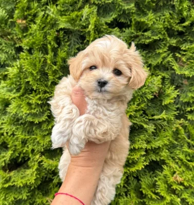 Maltipoo holčička