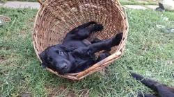 Štěňata Flat coated retriever s PP