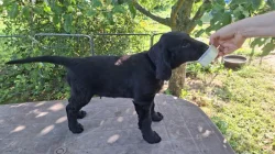 Štěňata Flat coated retriever s PP