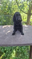 Štěňata Flat coated retriever s PP