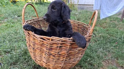 Štěňata Flat coated retriever s PP