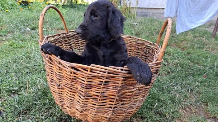 Štěňata Flat coated retriever s PP