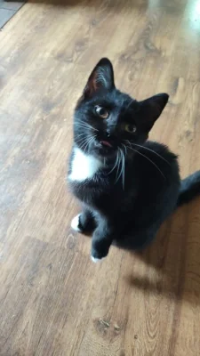 Krásná černobila (bicolor) kočička kotě 3 měšce