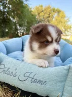Pomsky štěňata